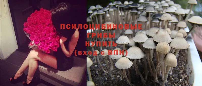 Псилоцибиновые грибы Cubensis  купить закладку  Зеленоградск 